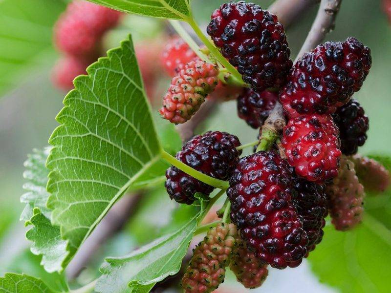 Шелковица купить саженцы из питомнике в Усть-Илимске
