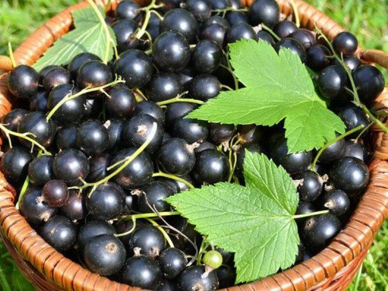 Смородина купить саженцы из питомника в Усть-Илимске