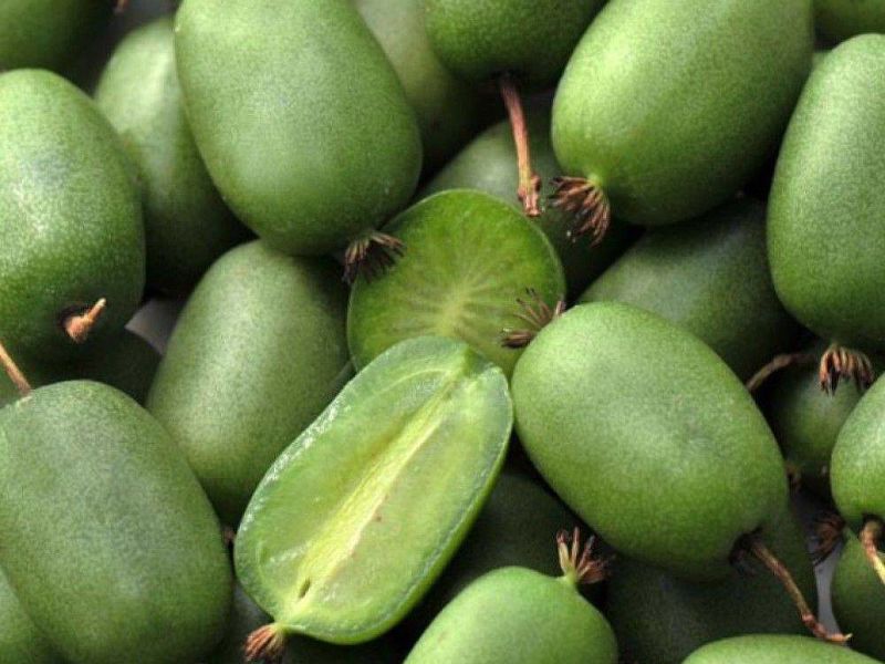 Актинидия купить саженцы из питомнике в Усть-Илимске