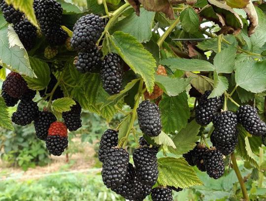 Ежевика"ПРАЙМ АРК ФРИДОМ"