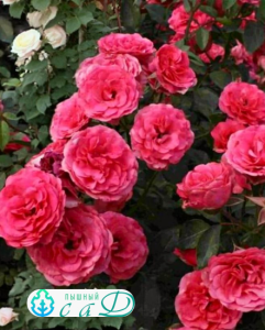 Роза "АНТИК"