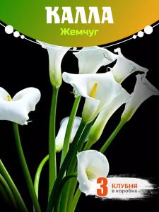 Калла  Жемчуг клубни  3шт