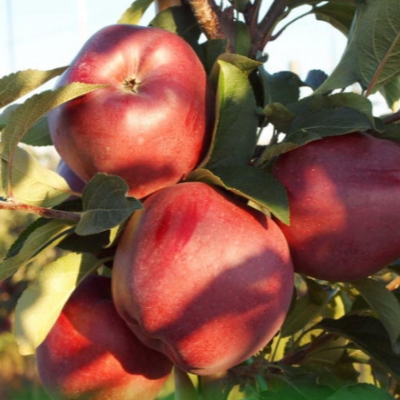 Яблоня "РЕД ЧИФ"